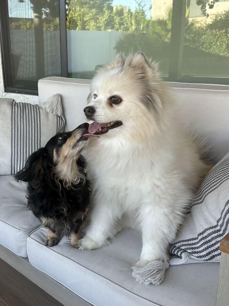 Tank and Zeus, Zanoli's dogs